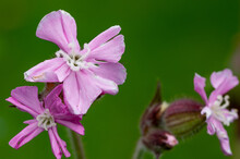 Close Up Of A Pink Red Campion Flower