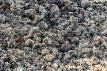 Natural Background Of Gray Lichens On Kaulana Manu Nature Trail, Big Island, Hawaii