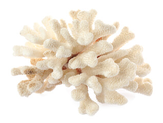 Wall Mural - Beautiful exotic sea coral isolated on white, top view