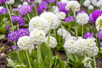 Wall Mural - White and violet round Primrose flowers with beautiful green leaves bloom in spring in the garden