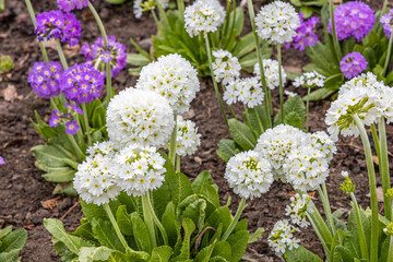 Wall Mural - White and violet round Primrose flowers with beautiful green leaves bloom in spring in the garden