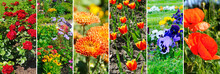 Panoramic Collage Of Photos Of Garden Flowers. Wide Photo.