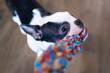 Boston Terrier puppy holding a colourful rope toy in her mouth. She it chewing and pulling the toy.