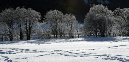 Sticker - trees in snow