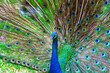 Close-up portrait of beautiful green and blue peacock with feathers out