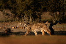 Iberian Lynx In Sierra Nevada Mountains. Rare Lynx In Spain. European Wildlife. 