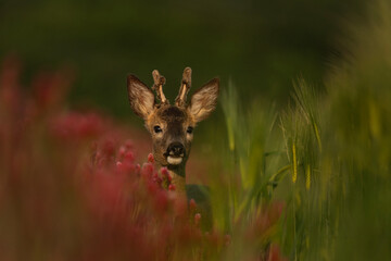 Wall Mural - roe deer in the clover field. deer looking from flower. european wildlife.