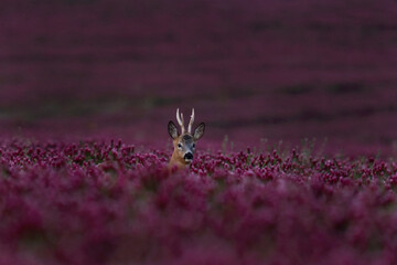 Wall Mural - roe deer in the clover field. deer looking from flower. european wildlife.