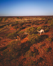 Aerial View Of Camels In Countryside, Northern Territory, Australia.