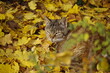 Kot jesienią.