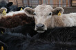 Charolais with black angus beef cattle closeup on feed lot during winter for farm or ranch concept.