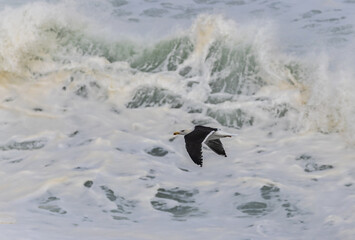 Wall Mural - Walk along the Cantabrian coast during the storm with the sight of various birds!