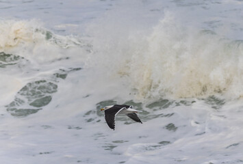Wall Mural - Walk along the Cantabrian coast during the storm with the sight of various birds!