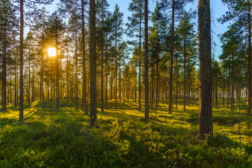 Wall Mural - Beautiful pine forest in sunlight with a green forest floor