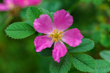 Canvas Print - Close up of a beautiful dog rose in a green shrub