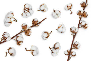 Wall Mural - Cotton plant flower isolated on white background with full depth of field, Setor collection