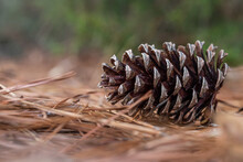 Close-up Of Pinecone Laying In Pine Needles