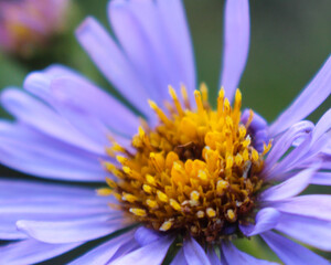 Canvas Print - Aster