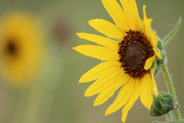 Canvas Print - Summer sunflower