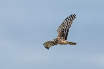 graceful female northern harrier hawk hunting in winter