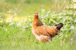 © Scopio - Brown hen on green grass field