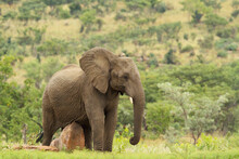 Brown Elephant Standing On Field Giving Birth
