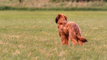 Brown Long Coated Small Dog On Green Grass Field
