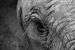 Grayscale of an elephant close-up photo
