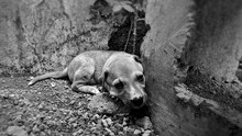 Grayscale Photo Of An Abandoned Puppy On The Corner