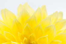 Dahlia Is A Bright Yellow Flower. Natural Background, Abstract Texture.