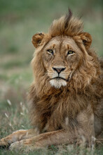 Portrait Of Lion Laying On Grass