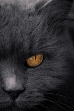 Russian Blue Cat With Yellow Eyes