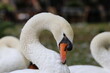 © Scopio - White swan tilting her head in close-up
