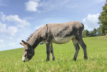 Portrait Of A Grey Donkey Grazing On A Summer Meadow