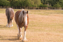 Two Clydesdale Horse Walking Across Dry Grass Paddock On A Hot Summers Afternoon