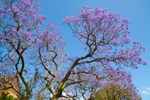 Beautiful Jacaranda Purple Flower Blooming At Sydney University In The Spring Season.