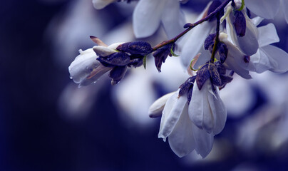 Wall Mural - White big magnolia flowers on night sky background.