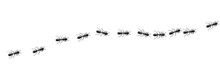 Ants Marching In Trail Searching Food. Ant Path Isolated In White Background. Vector Illustration