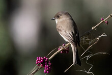 Eastern Phoebe Perched On Branch