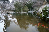 Fototapeta Kuchnia - 冬の加賀の観光地、雪積もる那谷寺の池と鯉