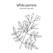 White jasmine, Jasminum officinale, medicinal plant