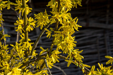 Beautiful Forsythia in spring time .Blooming forsythia spring yellow beautiful bright flowers