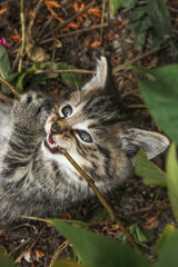 Wall Mural - Portrait of a playing baby kitten outdoors