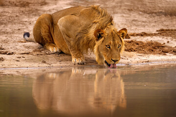 Wall Mural - Lion drink water, Savuti, Chobe NP in Botswana. Hot season in Africa. African lion, male. Botswana wildlife.  Young male near the water hole.