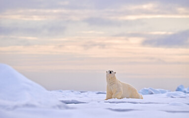 polar bears in the arctic white bear feeding on drift ice with snow, alaska, usa. bloody nature with