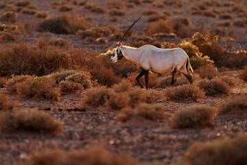 Wall Mural - Travel Jordan, Arabia nature.  Arabian oryx or white oryx, Oryx leucoryx, antelope with a distinct shoulder bump, Evening light in nature. Animal in the nature habitat, Shaumari reserve, Jordan.