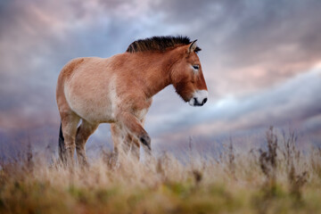 Przewalski's Horse with magical evening sky, nature habitat Mongolia. Horse in stepee grass. Wildlife in Mongolia. Equus ferus przewalskii. Hustai National Park with rare wild horses.