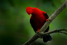 Cock-of-The-Rock, Rupicola Peruvianus, Red Bird With Fan-shaped Crest Perched On Branch In Its Typical Environment Of Tropical Rainforest, Ecuador. Bird Pair Love, Wildlife Nature.