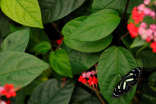 Heliconius Atthis, The False Zebra Longwing In The Nature Habitat. Butterfly From Costa Rica, Insect On The Green Leave With Red Flower Bloom. Heliconius, Wildlife Nature. Travelling In Costa Rica.