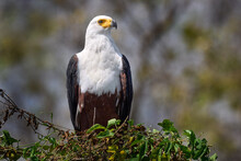African Fish-eagle, Haliaeetus Vocifer, Brown Bird With White Head. Eagle Sitting On The Top Of The Tree. Wildlife Scene From African Nature, Zambia, Africa.